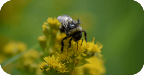 Encyclo blog partage abeille
