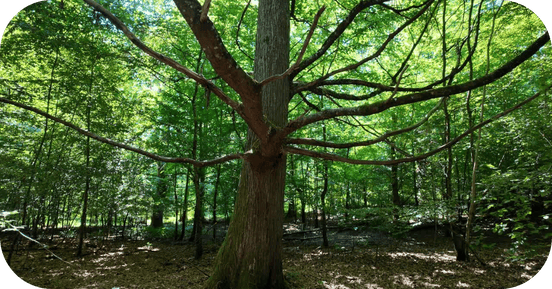 Encyclo blog partage arbre 300 ans