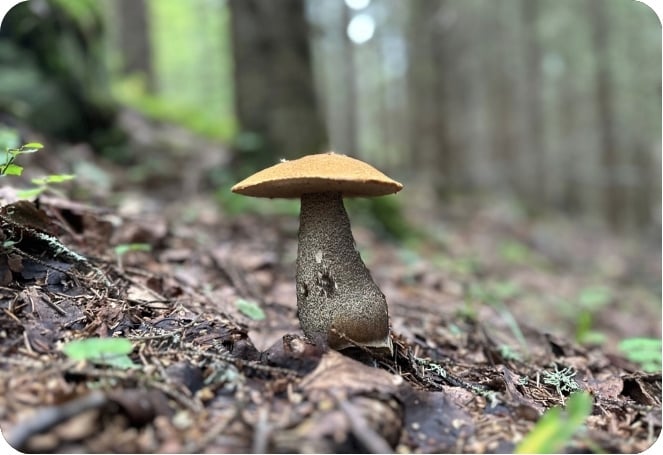 Encyclo blog partage bolet roux