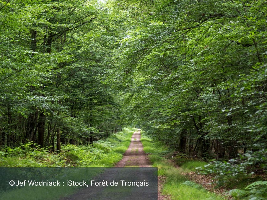 FORET DE TRONCAIS