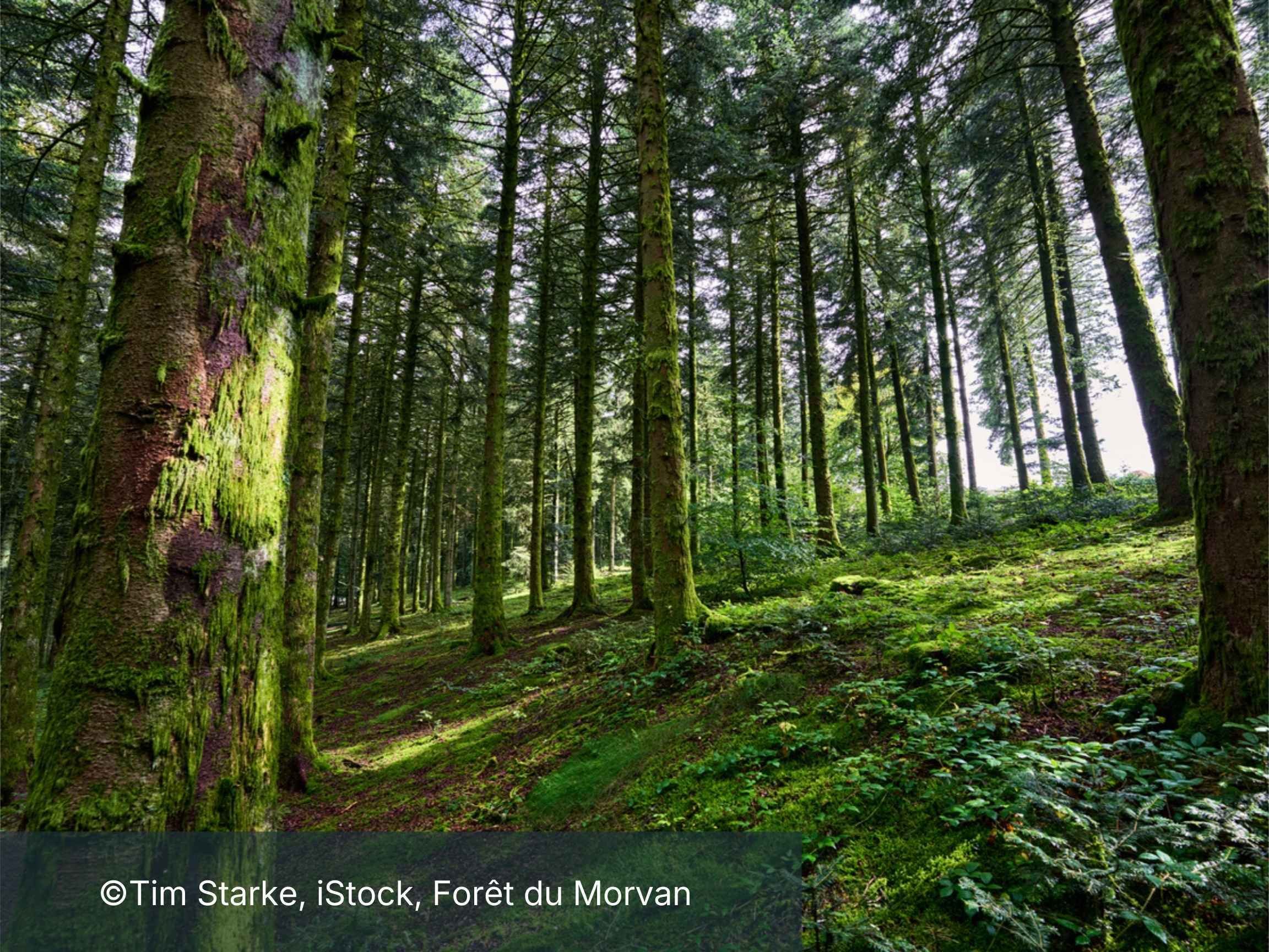 FORET DU MORVAN