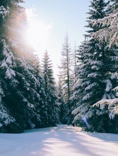 Mountain forest