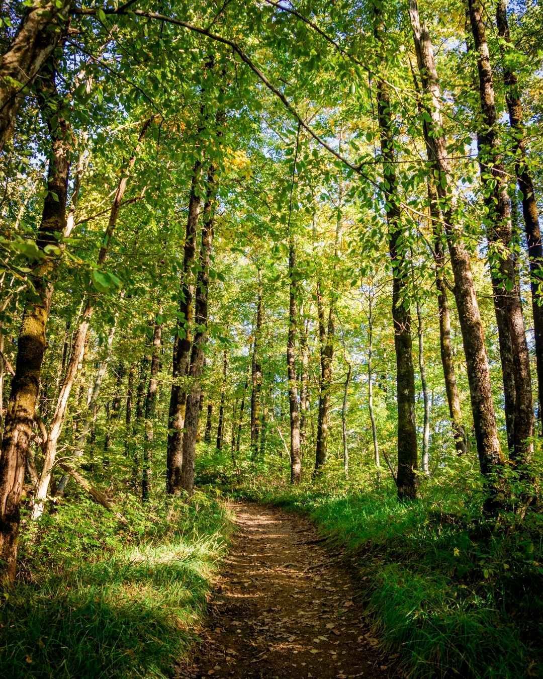 chemin foret