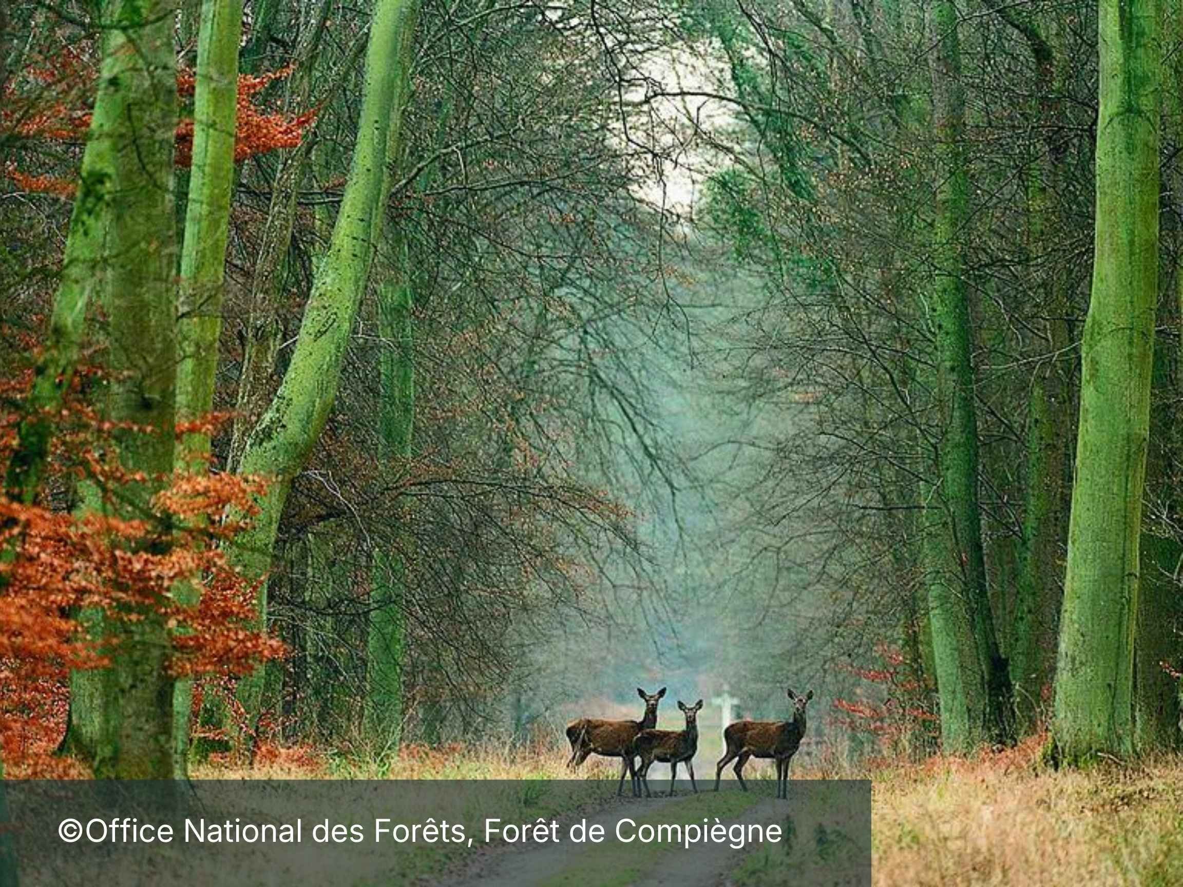 Foret de compiegne