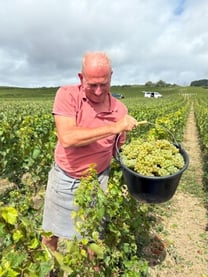 antoine guillemont vendanges