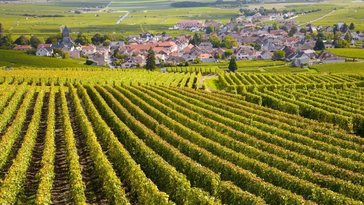 bourgogne excellence