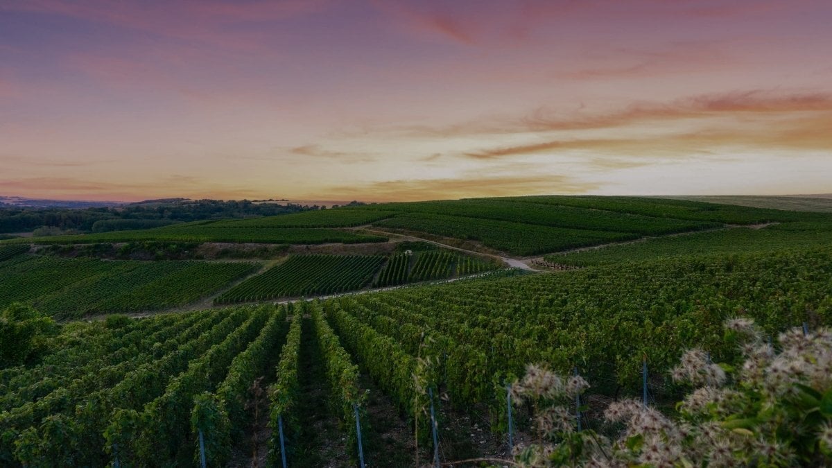 fonds vignes page vincent