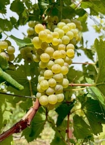 raisins vendanges