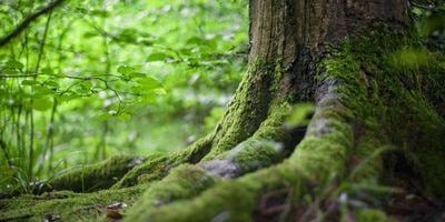 vignette-foret-fr