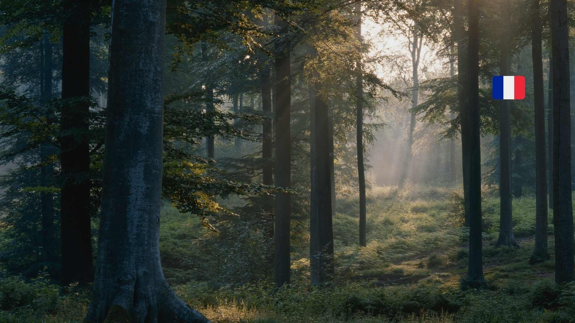 gfi foret fr