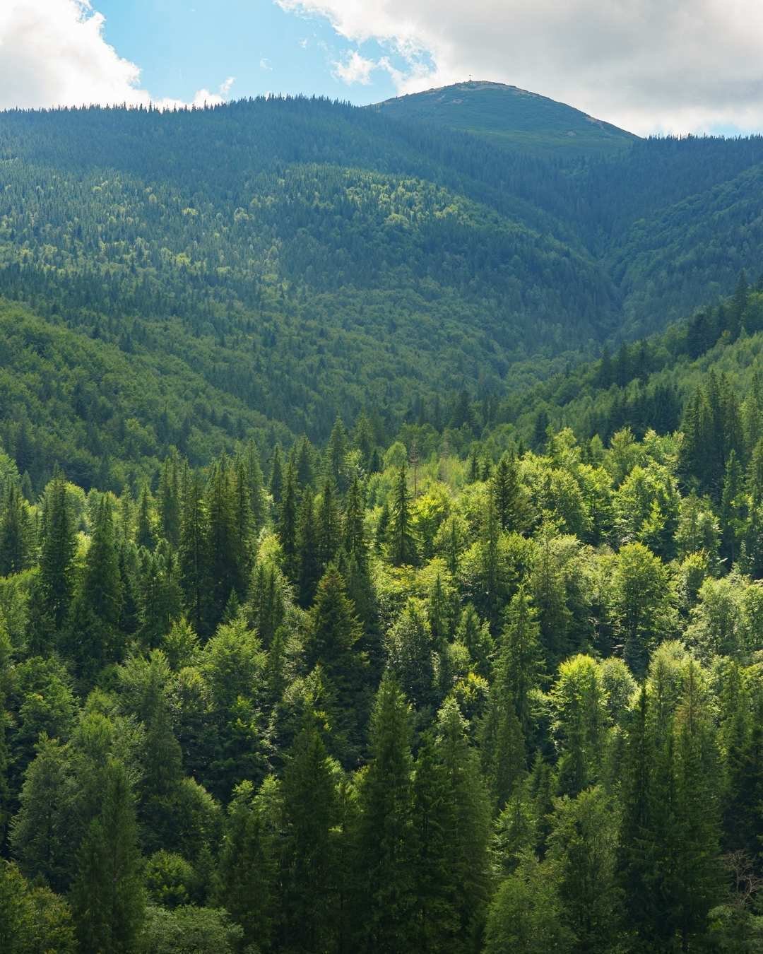 forest fr