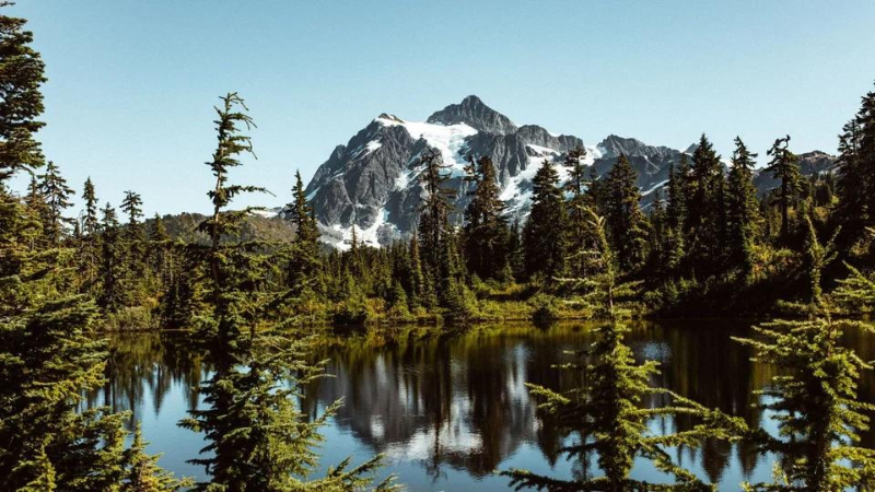 forest montagne