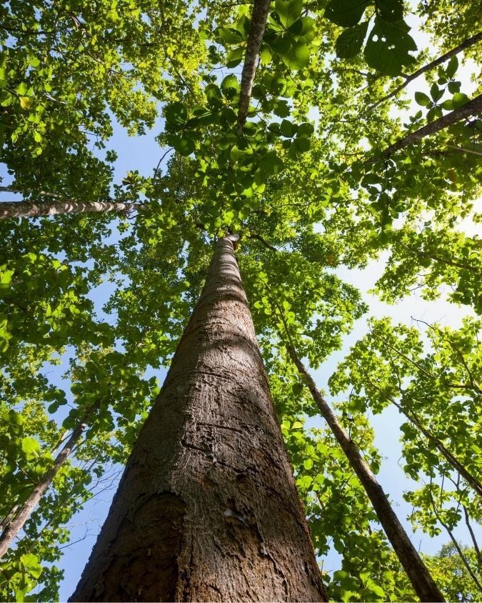 foret seo