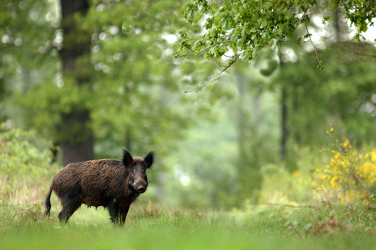 sanglier dans une foret
