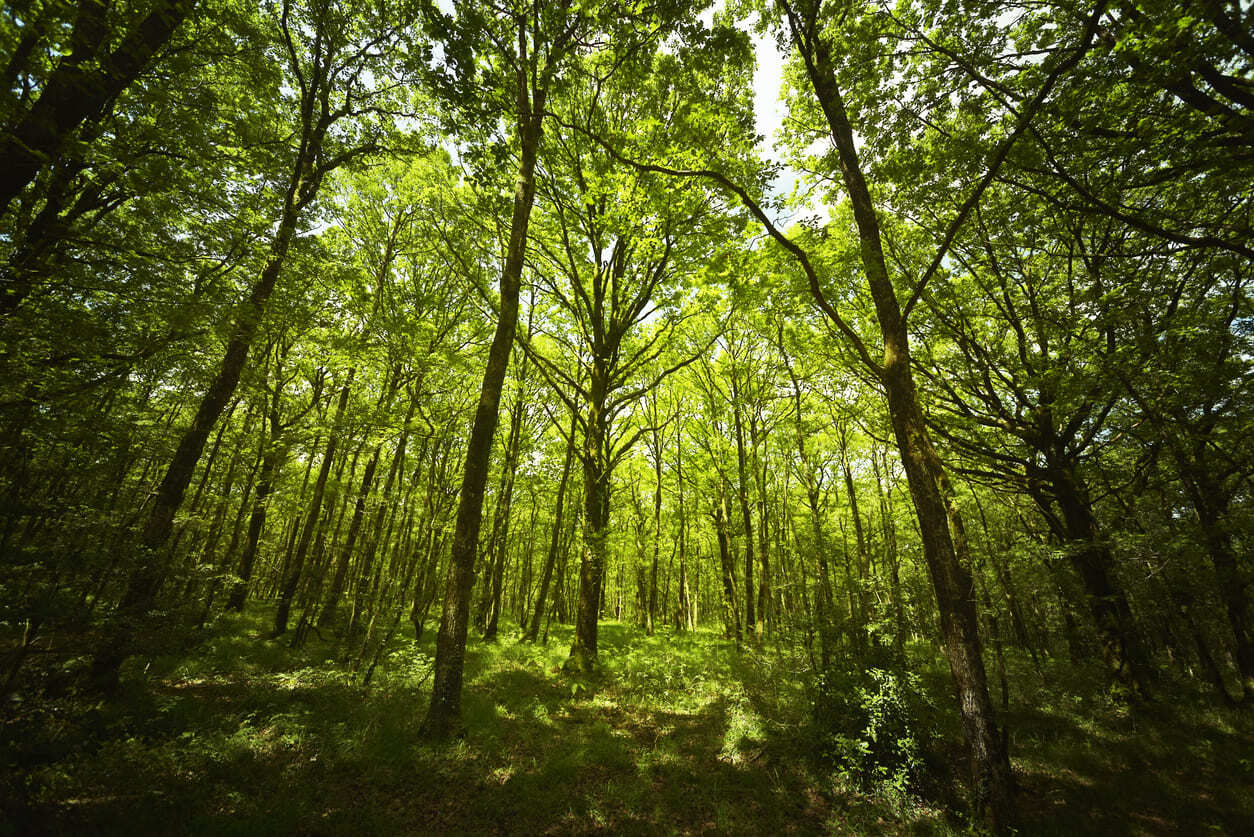 foret verte lumineuse