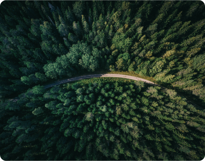 photo of a road in the middle of a forest