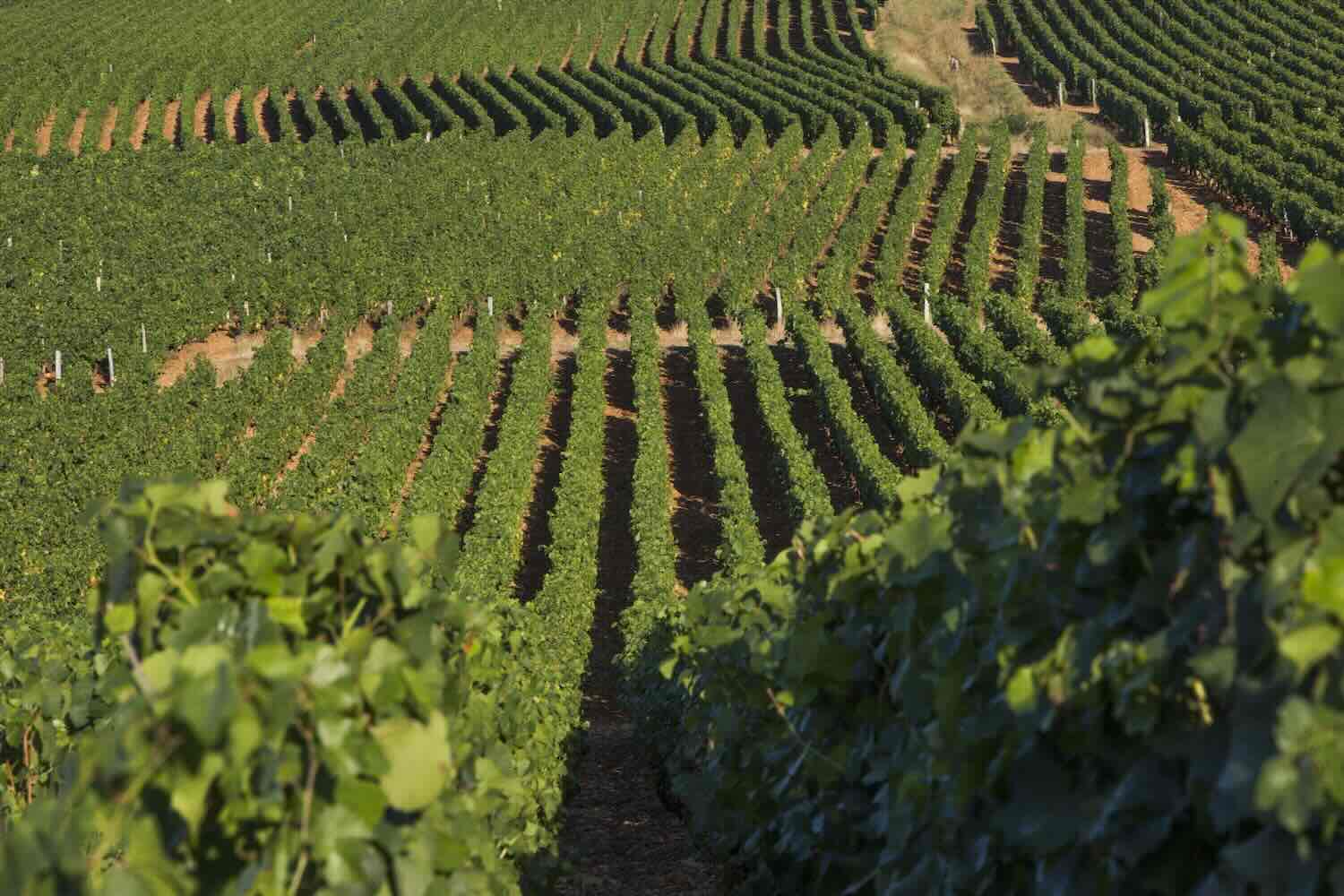 VIGNES Ponsot 1