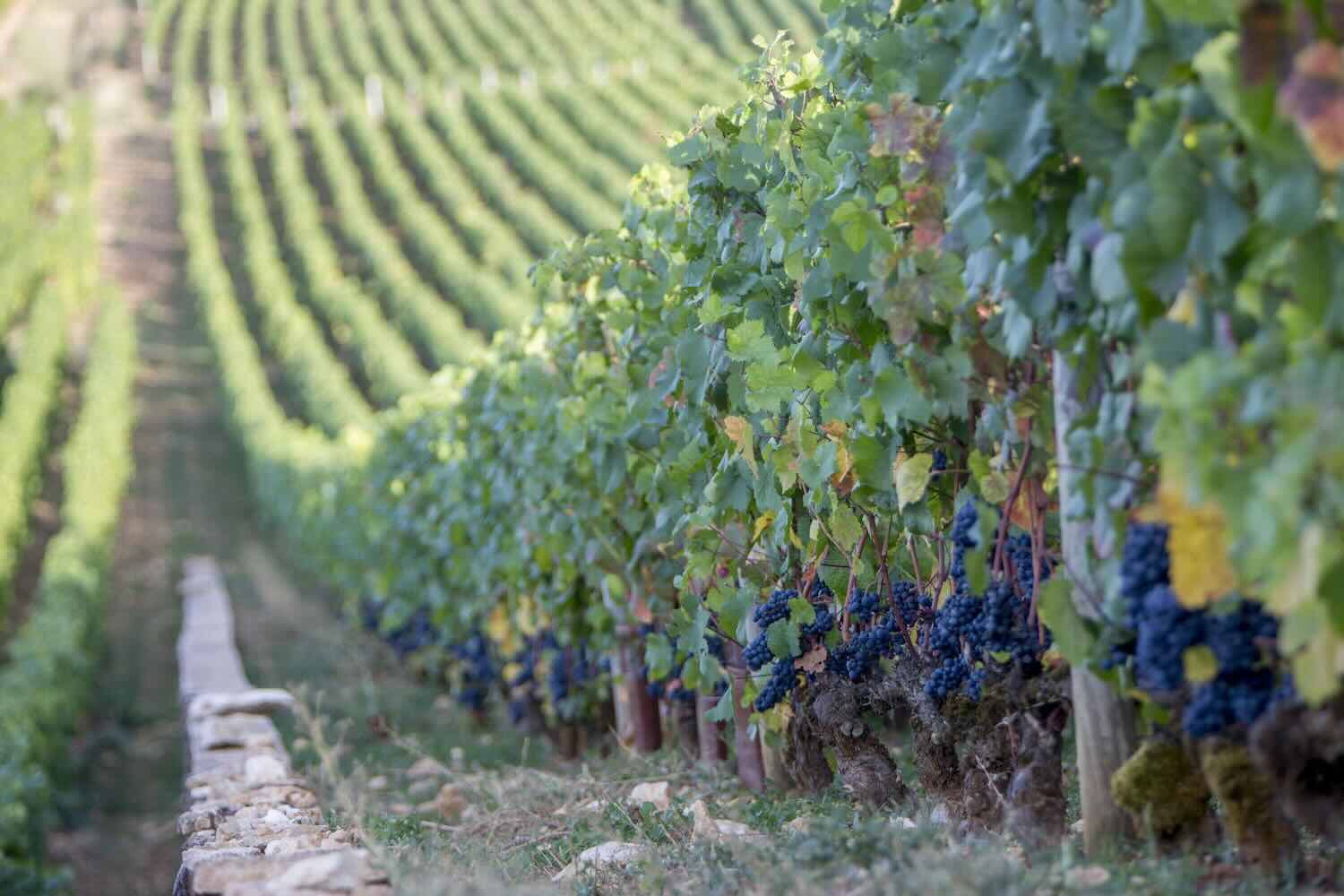 VIGNES Ponsot 3