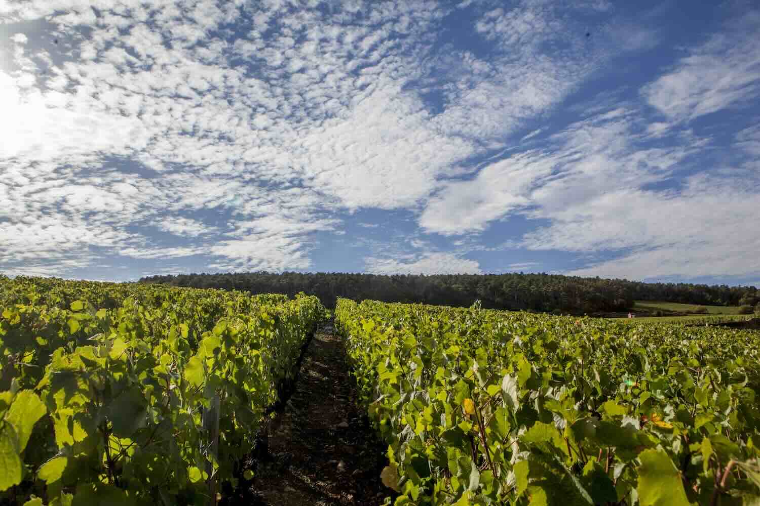 VIGNES Ponsot 4