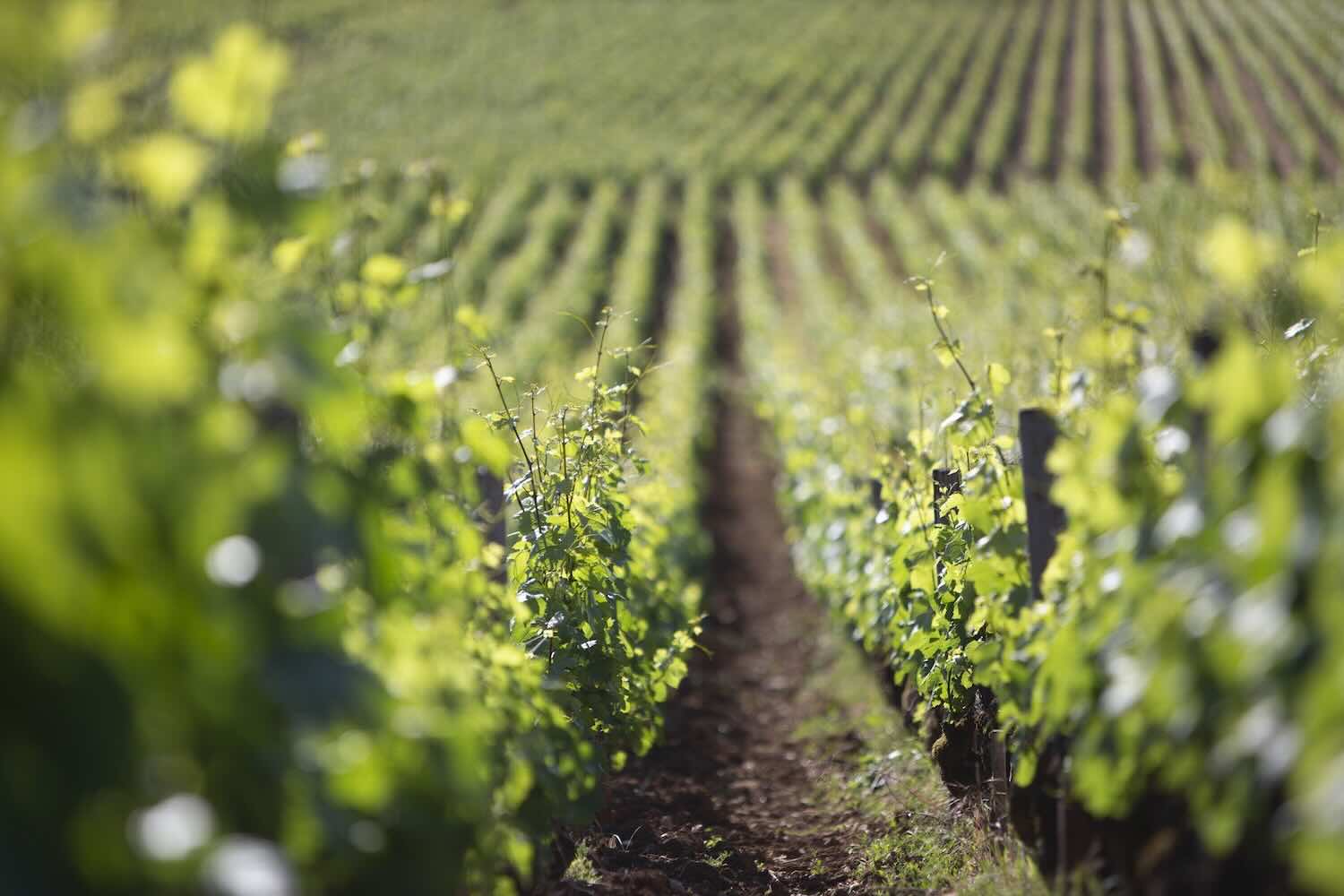 VIGNES Ponsot 5