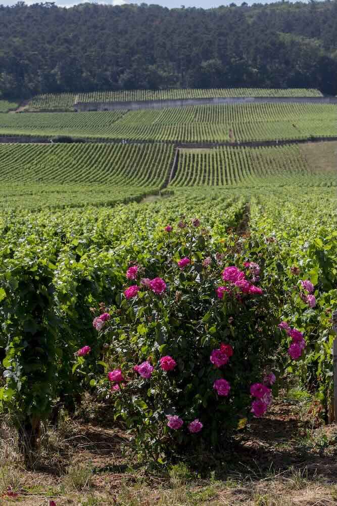 VIGNES Ponsot 6