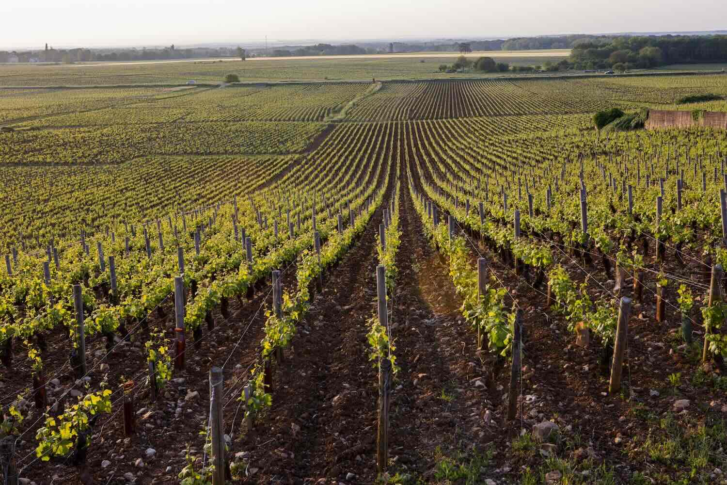 VIGNES Ponsot 7