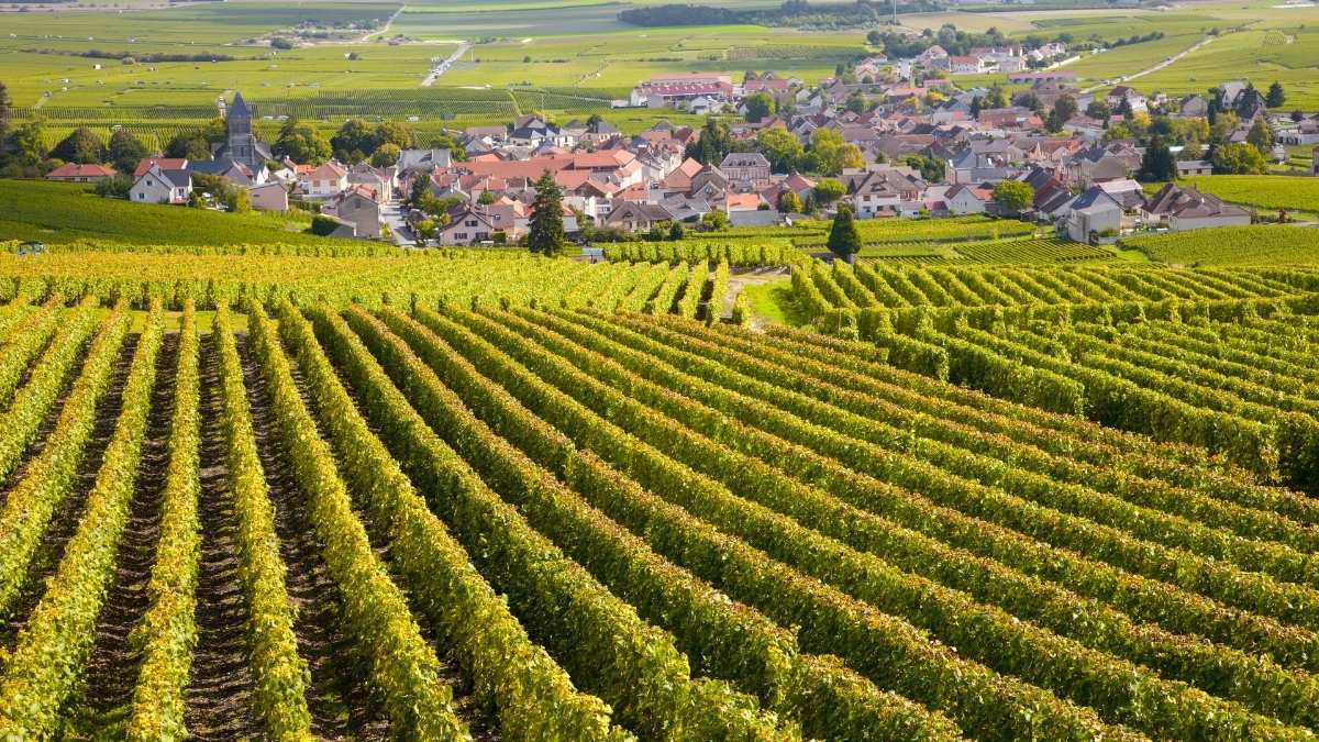 Nouveau fonds viticole : Bourgogne Excellence I