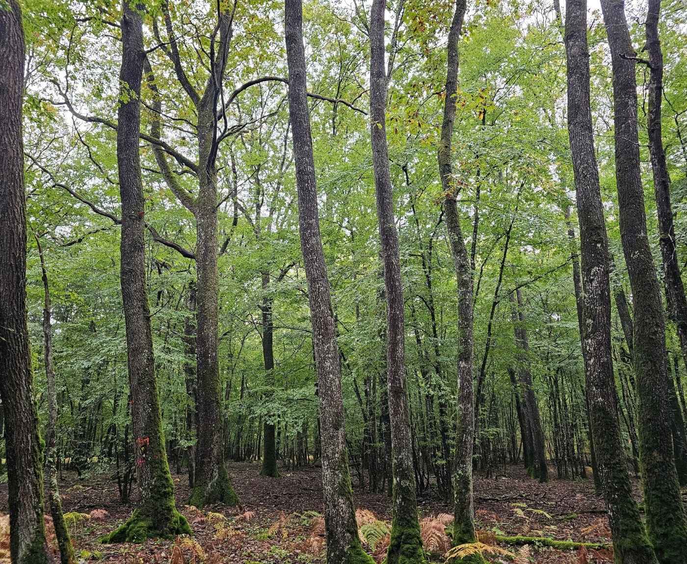 Nouvelle acquisition dans l'Yonne : la forêt de la Houssaye