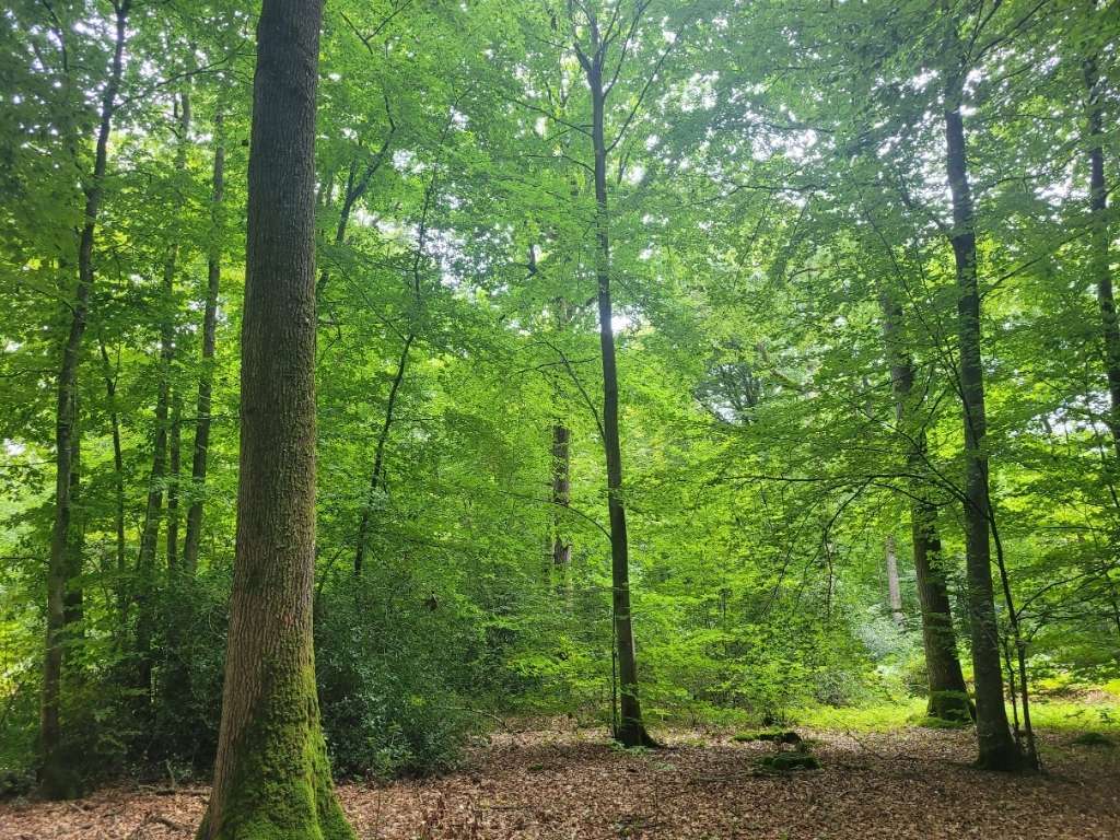 La Foncière Europe devient propriétaire du Bois du Grand Parc