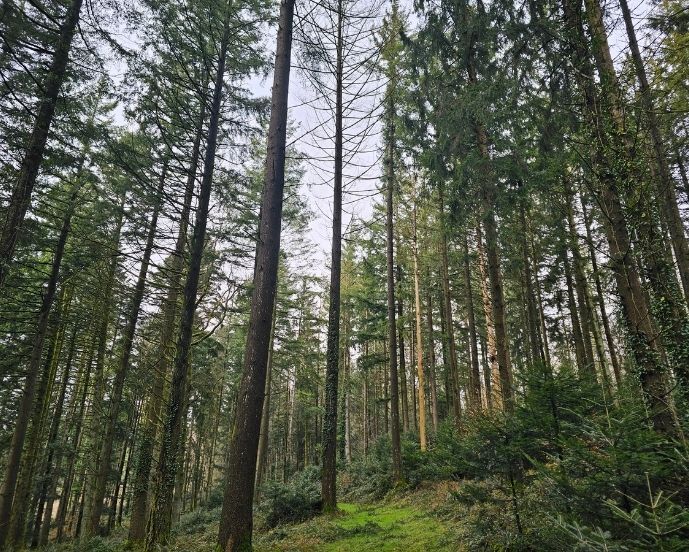 Le GFI France Valley Patrimoine renforce son patrimoine forestier