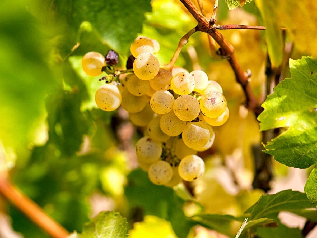 Vignes/