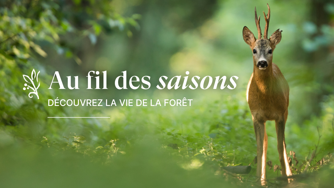 Mini-série nature : Au fil des saisons 🌸