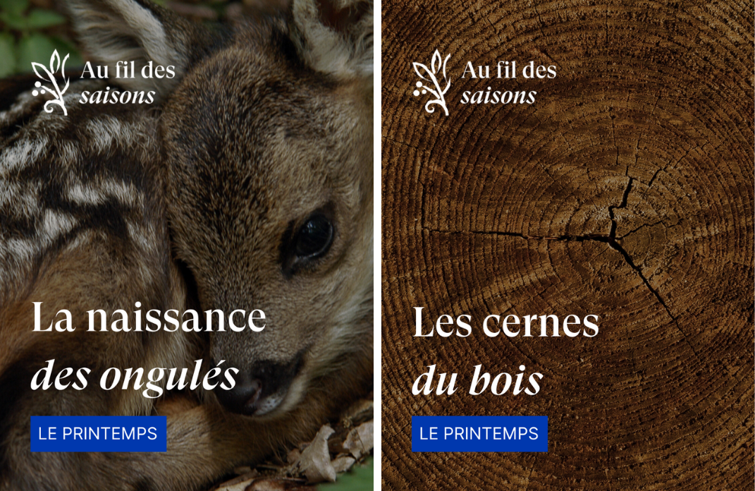 Mini-série nature : Au fil des saisons 🌸
