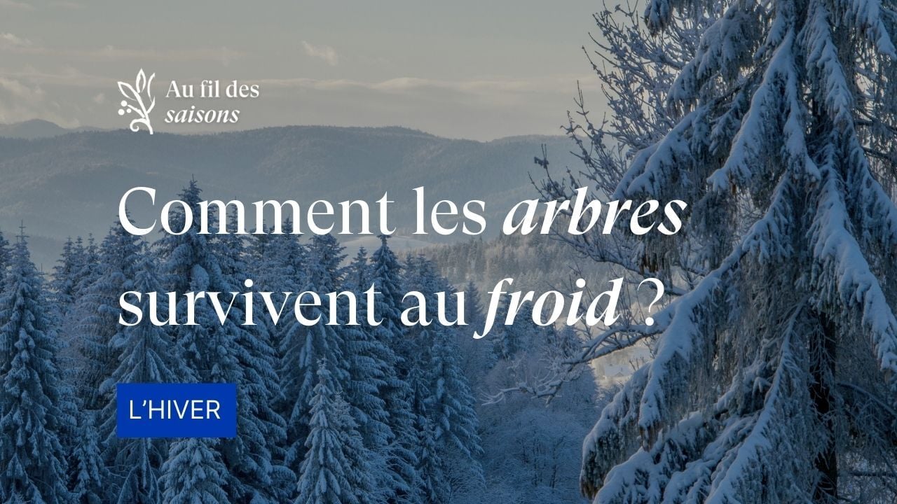 Comment les arbres survivent au froid ? Au fil des saisons