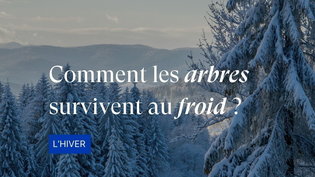 ❄️ Au fil des saisons – l’hiver : Épisode 18