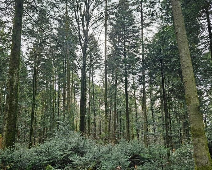 Le GFI France Valley Patrimoine renforce son patrimoine forestier