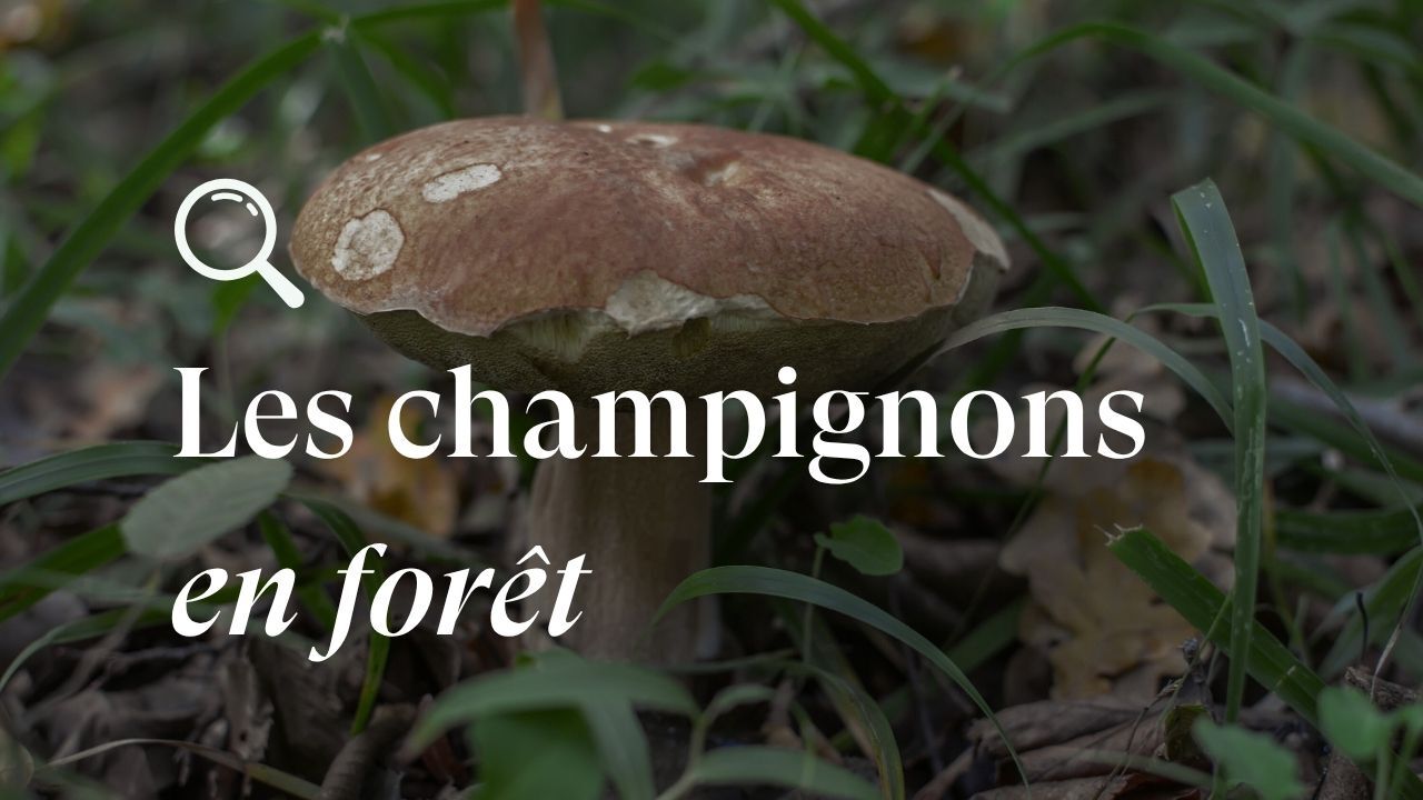 L'encyclo nature - Les champignons en forêt