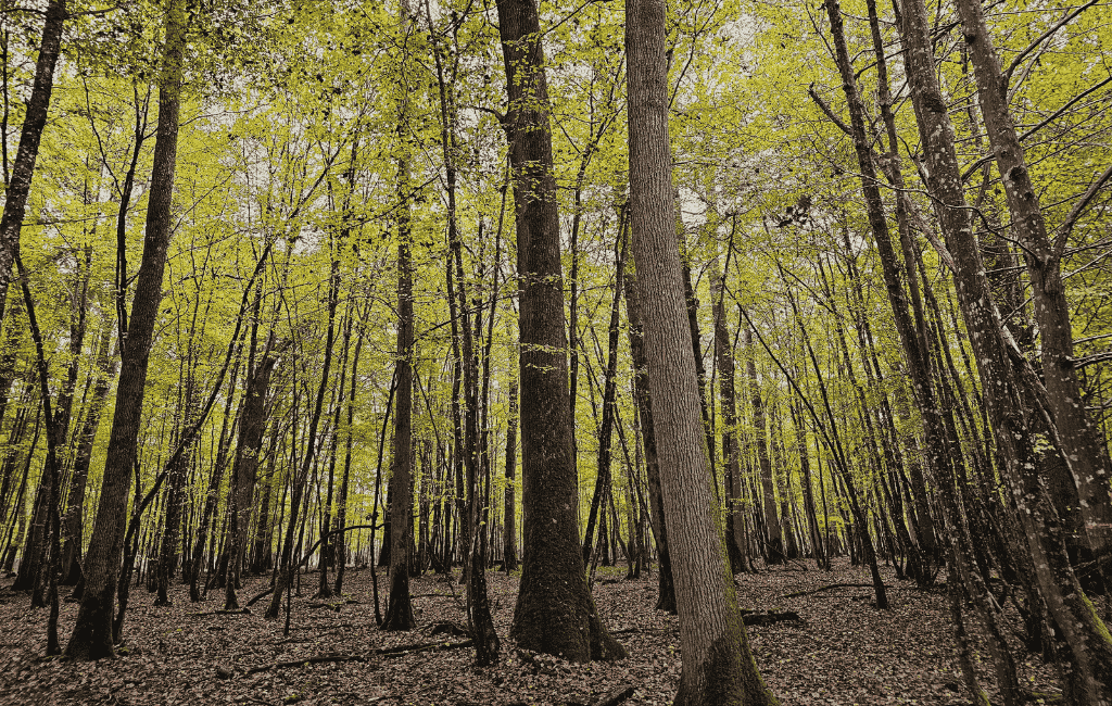 Le marché français des forêts en 2024