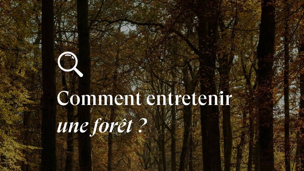 L'encyclo nature - La gestion forestière