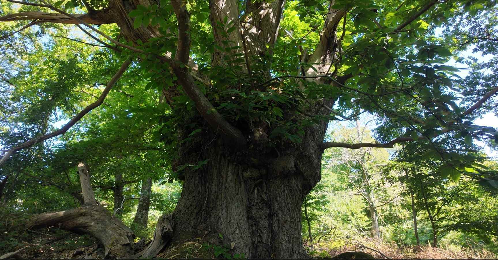 Un châtaignier de plus de 300 ans