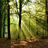 marked-forest/