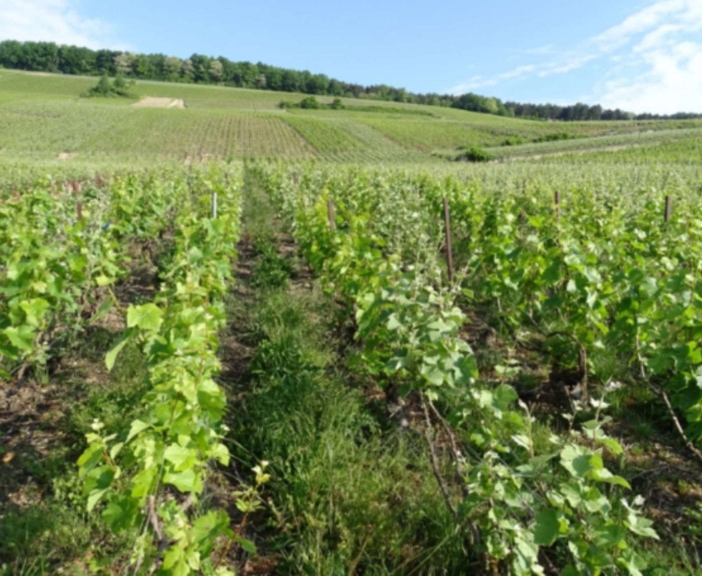 France Valley étend son implantation au sein de la Vallée de la Marne